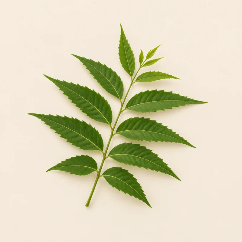 Neem